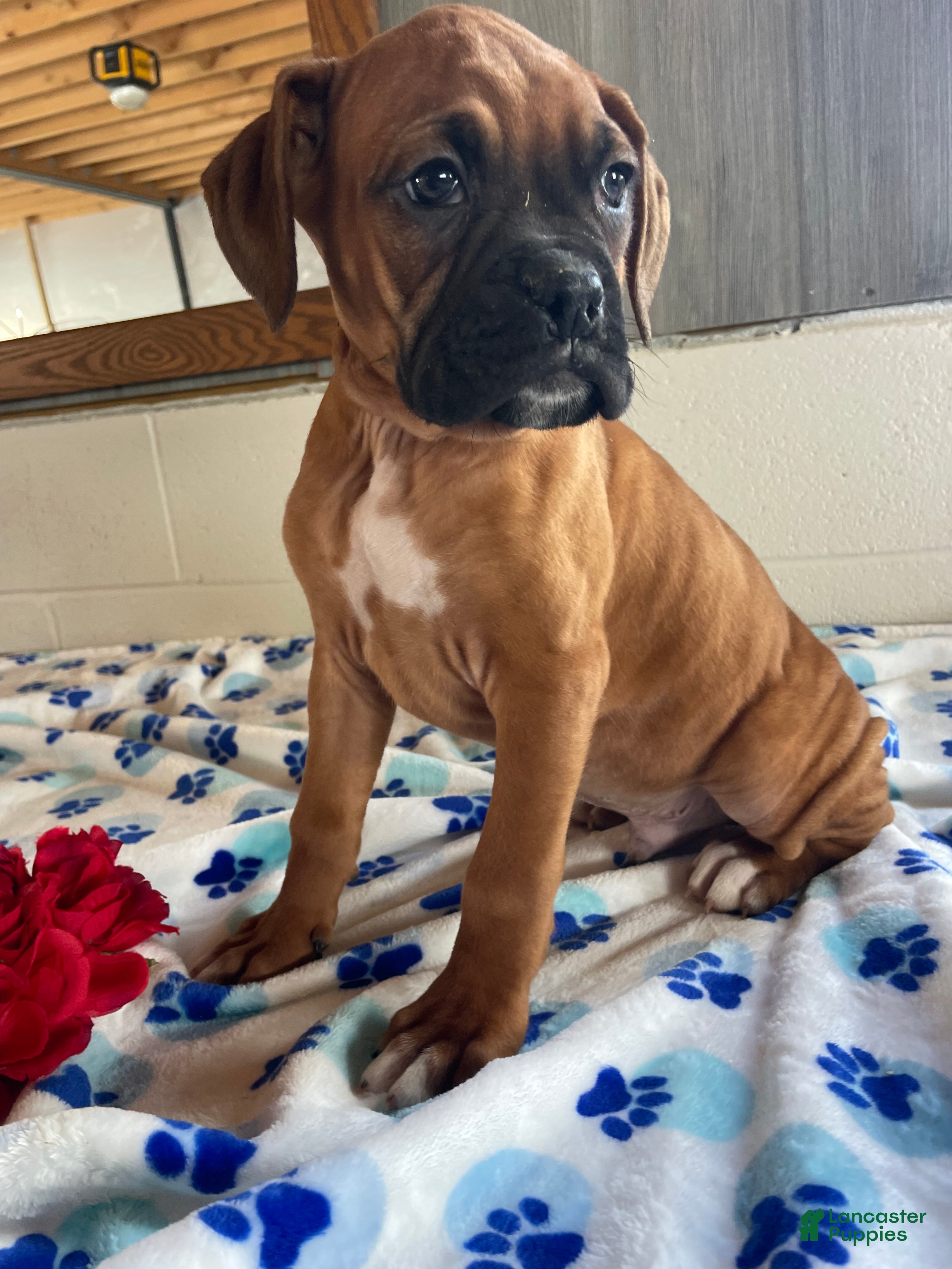 Boxer dogs Brody - Ad 30