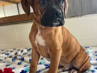 Boxer dogs Brody - Ad 30