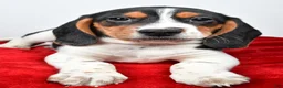Beagle dogs for sale: Ryan - Ad 7