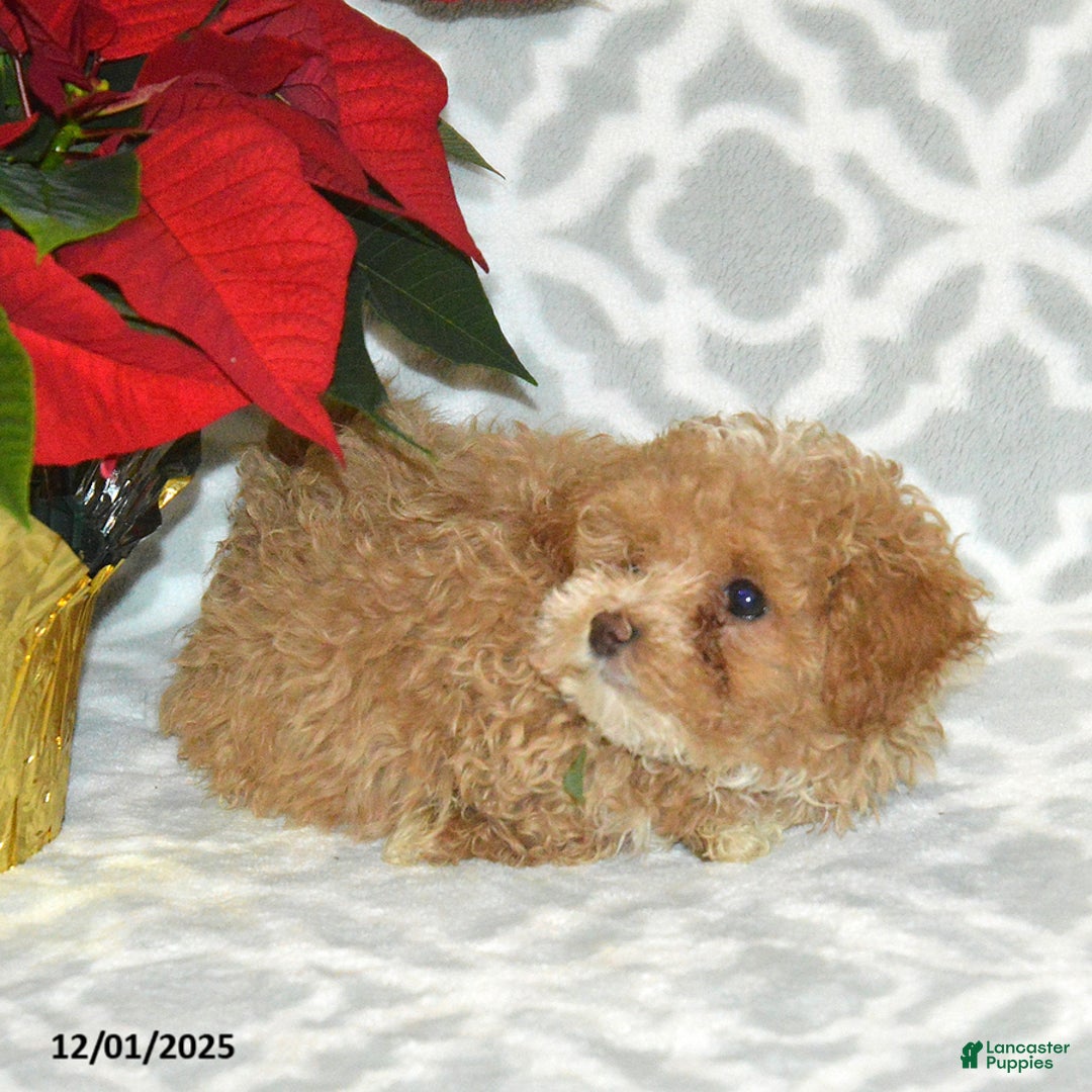 Maltipoo dogs for sale: Blitzen - Ad 4