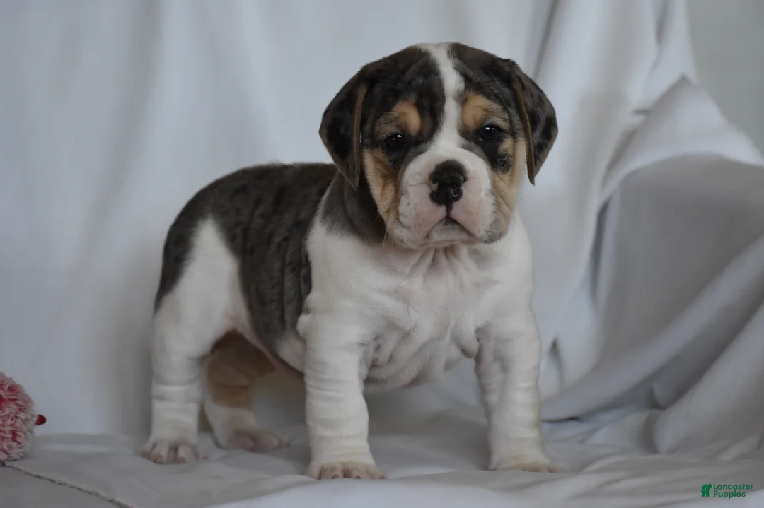 Beabull dogs for sale: Iris - Ad 8