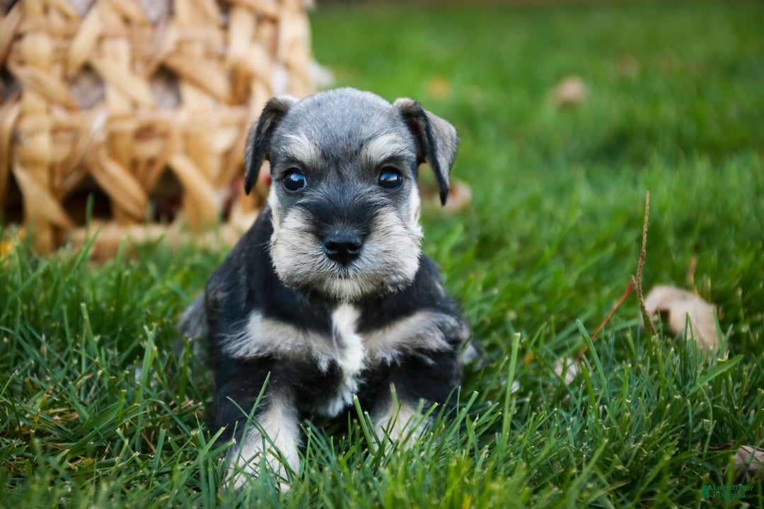 Miniature Schnauzer dogs for sale: Noelle - Ad 5