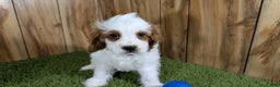 Cavapoo dogs for sale: Cavapoo Puppy 1 - Ad 1