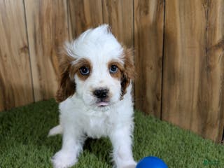 Cavapoo dogs Cavapoo Puppy 1 - Ad 10