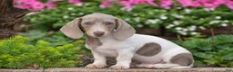 Miniature Dachshund dogs for sale: Tiger - Mini - Ad 2