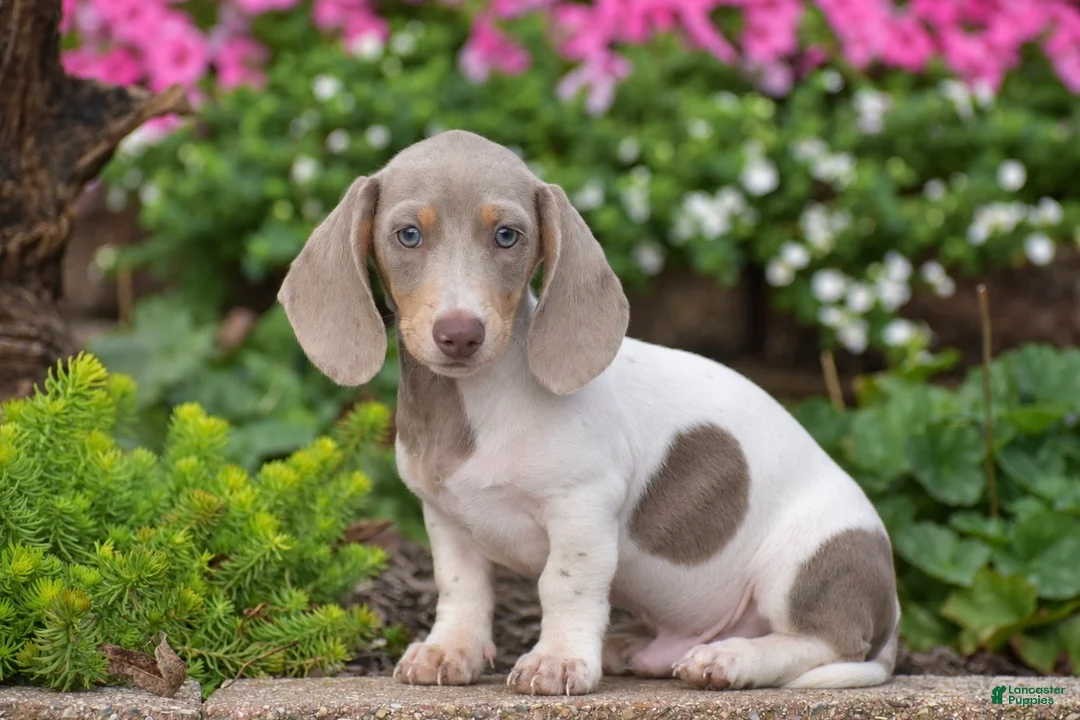 Miniature Dachshund dogs for sale: Tiger - Mini - Ad 2