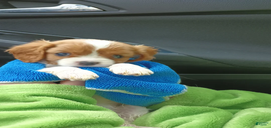 Gallery Image {{count}}