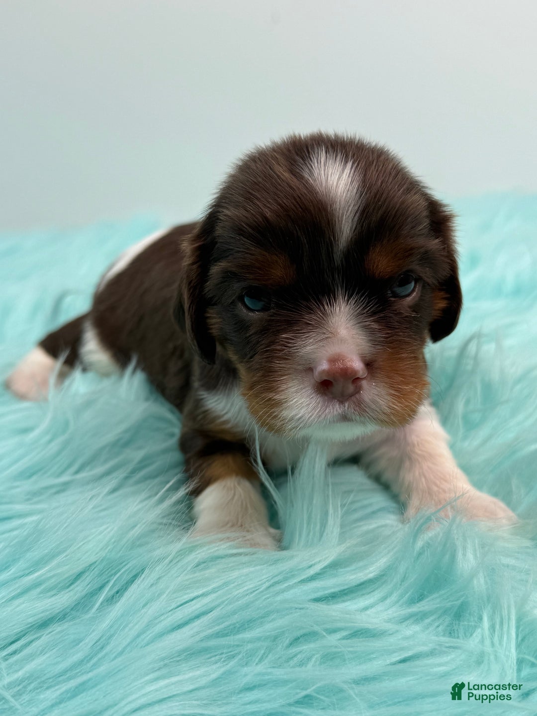 Cavalier King Charles Spaniel dogs for sale: Brownie - Ad 4