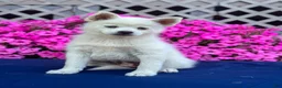 Pomsky dogs for sale: Sierra  - Ad 8