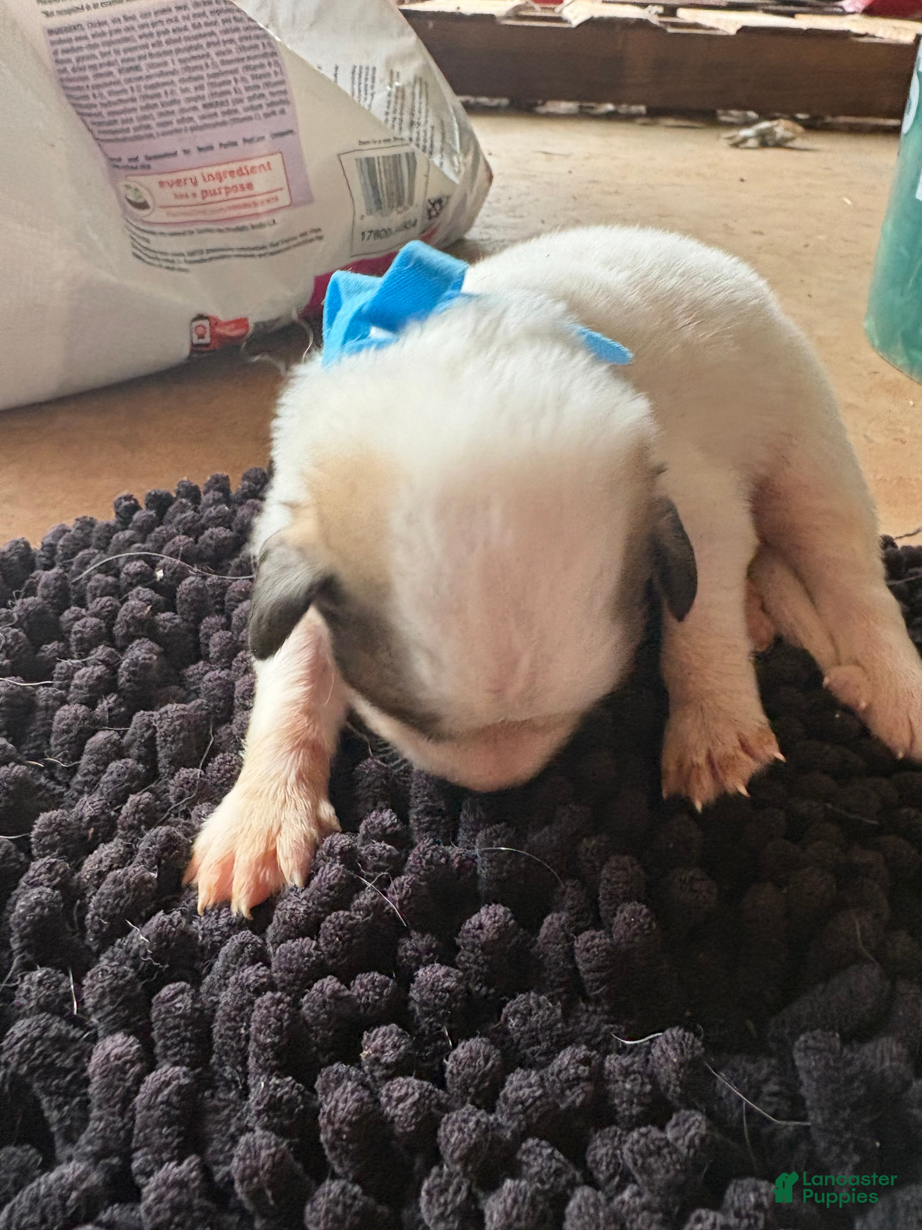 Great Pyrenees dogs for sale: Great Pyrenees 1 - Ad 40