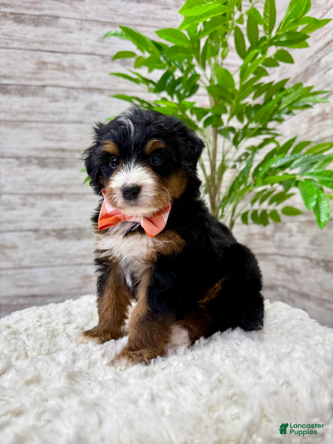 Mini Bernedoodle dogs for sale: 🥰 Macy - Ad 7
