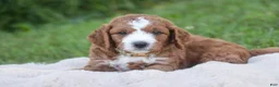 Cavapoo dogs for sale: Blaise Cavapoo  - Ad 18