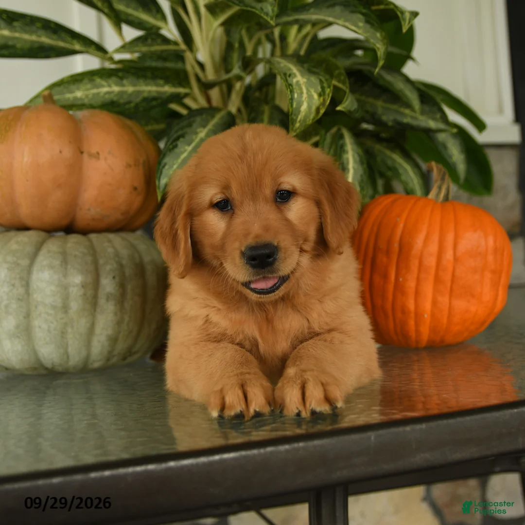 Labrador Retriever dogs for sale: Feona - Ad 2