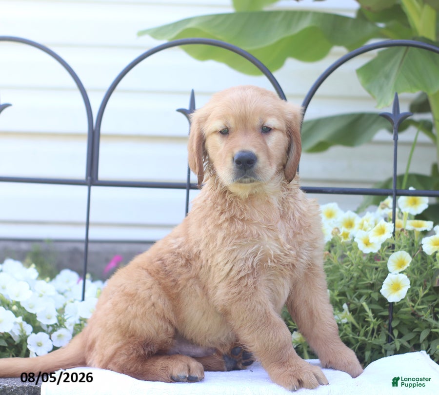 Golden Retriever dogs Champion - Ad 2