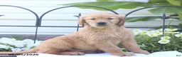 Golden Retriever dogs for sale: Champion - Ad 2