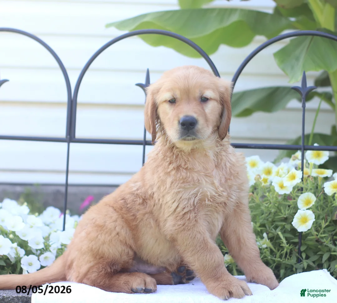 Golden Retriever dogs for sale: Champion - Ad 2