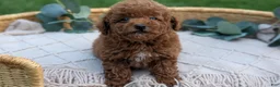 Toy Poodle dogs for sale: Carter  - Ad 3