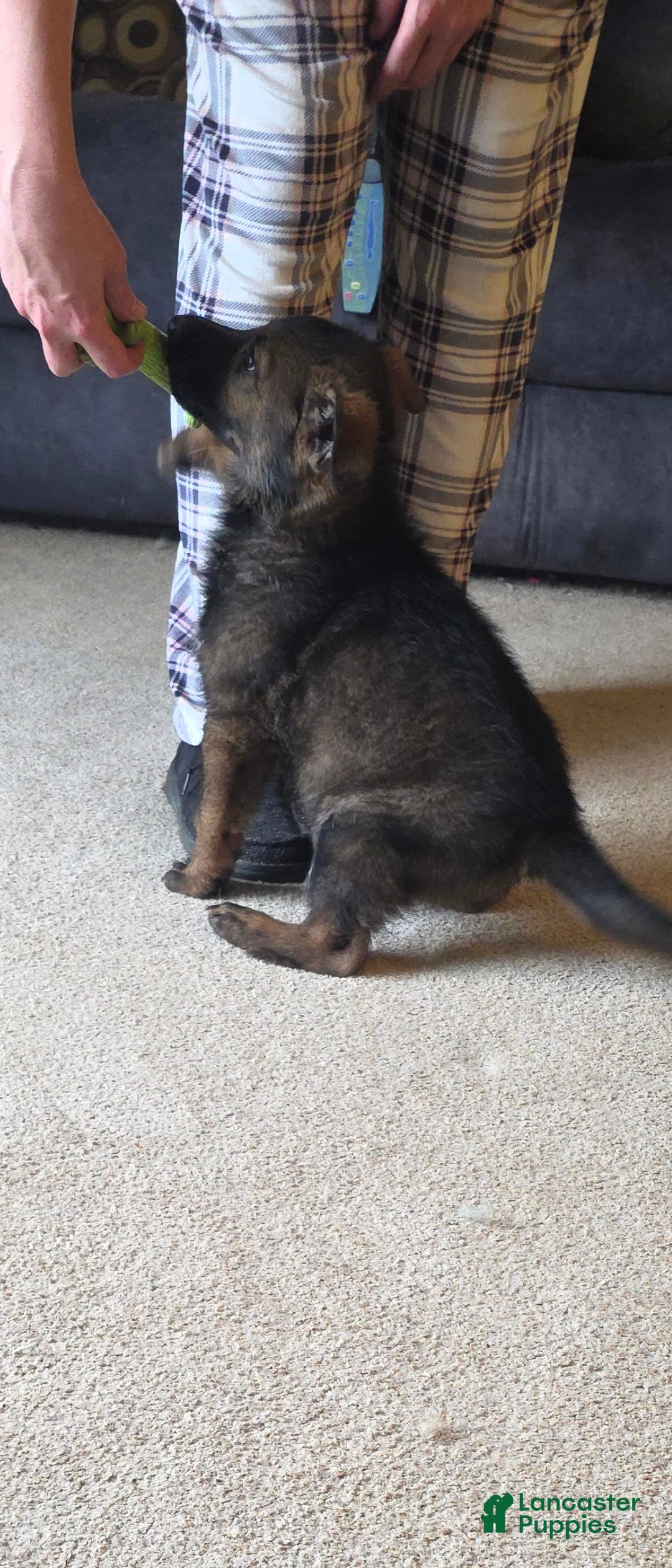 German Shepherd dogs for sale: German Shepherd Puppy 2 - Ad 1