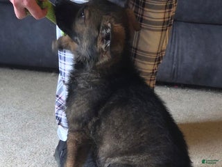 German Shepherd dogs German Shepherd Puppy 2 - Ad 1