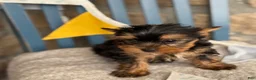 Yorkshire Terrier dogs for sale: Skylar - Ad 15