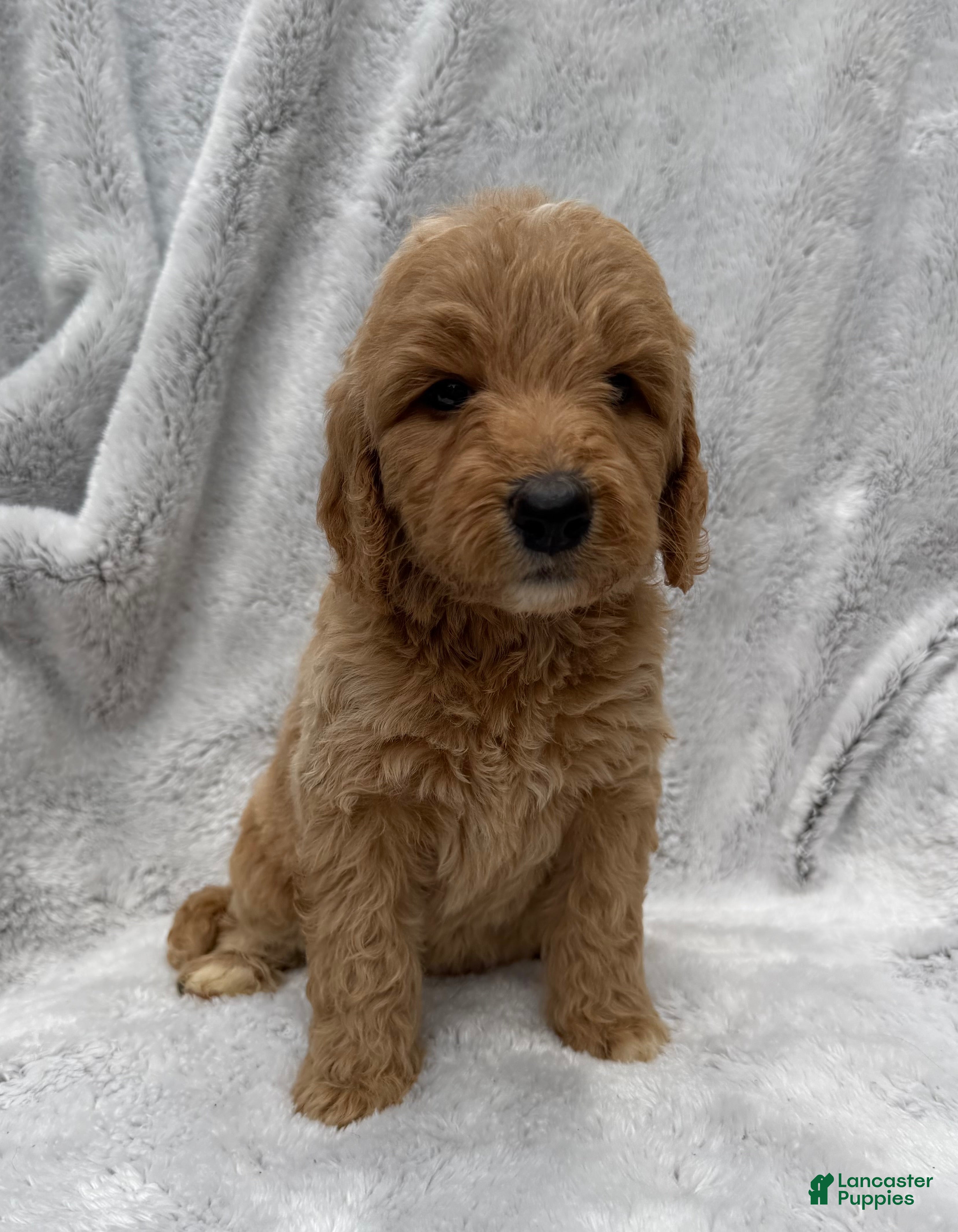 Goldendoodle dogs Tessa - Ad 2