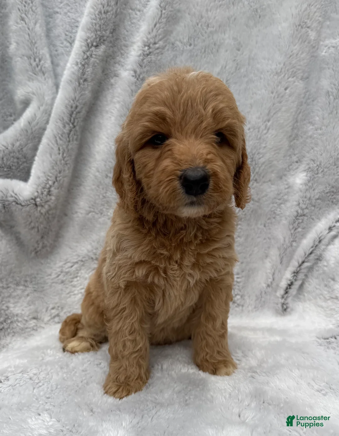Goldendoodle dogs for sale: Tessa - Ad 2