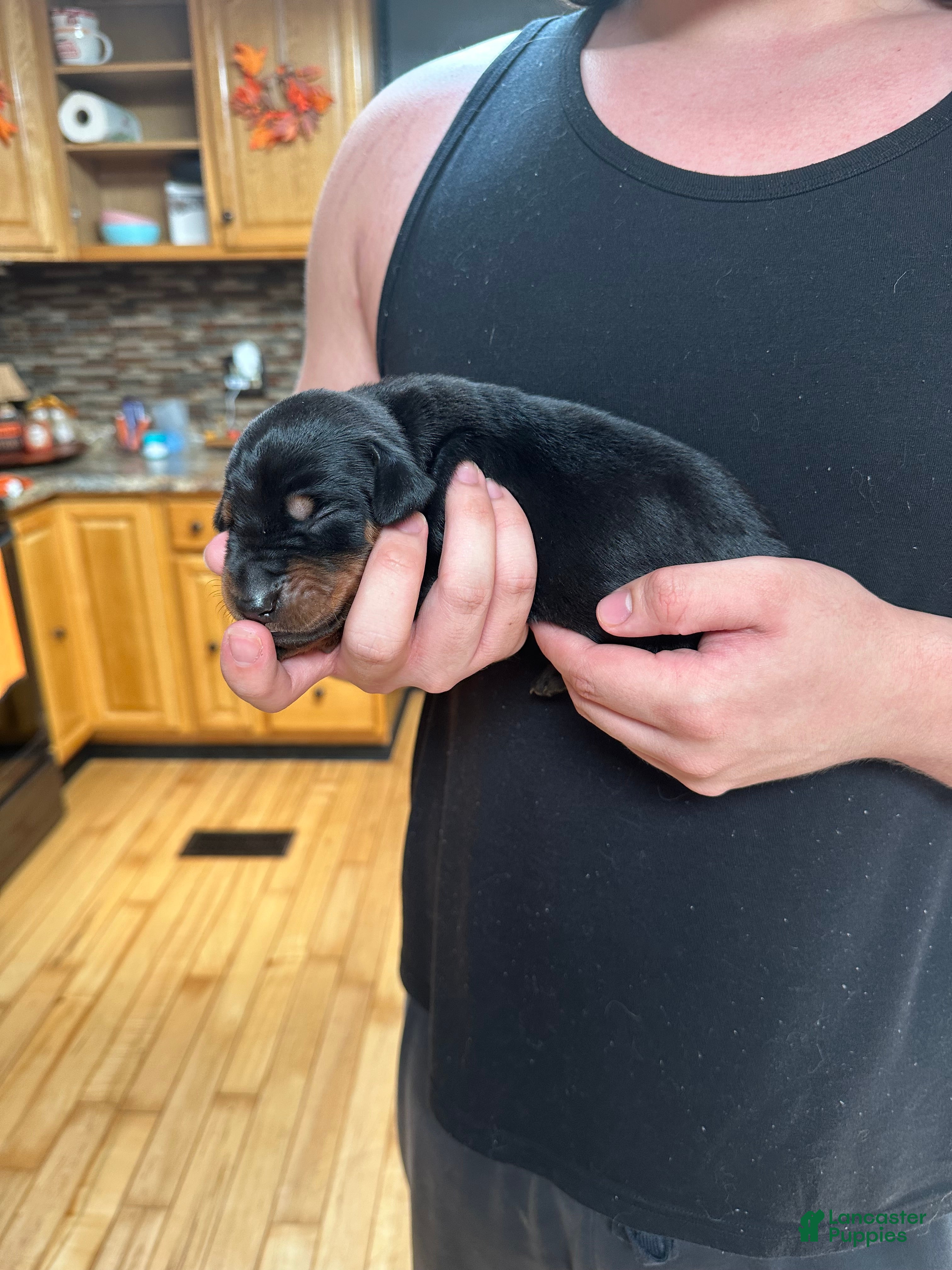 Doberman Pinscher dogs for sale: Ginger  - Ad 2
