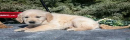 Golden Retriever dogs for sale: Marina - Ad 3