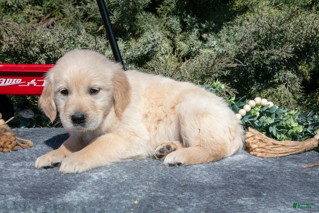 Golden Retriever dogs for sale: Marina - Ad 3