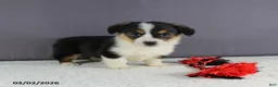 Welsh Corgi Pembroke dogs for sale: Hazel - Ad 1