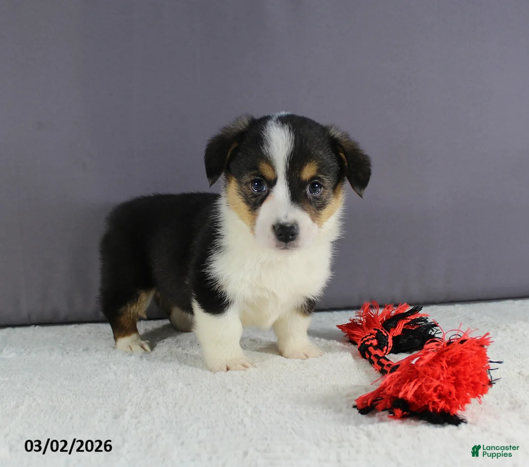 Welsh Corgi Pembroke dogs for sale: Hazel - Ad 1
