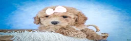 Bichpoo dogs for sale: Nessa Rose🎀 - Ad 4