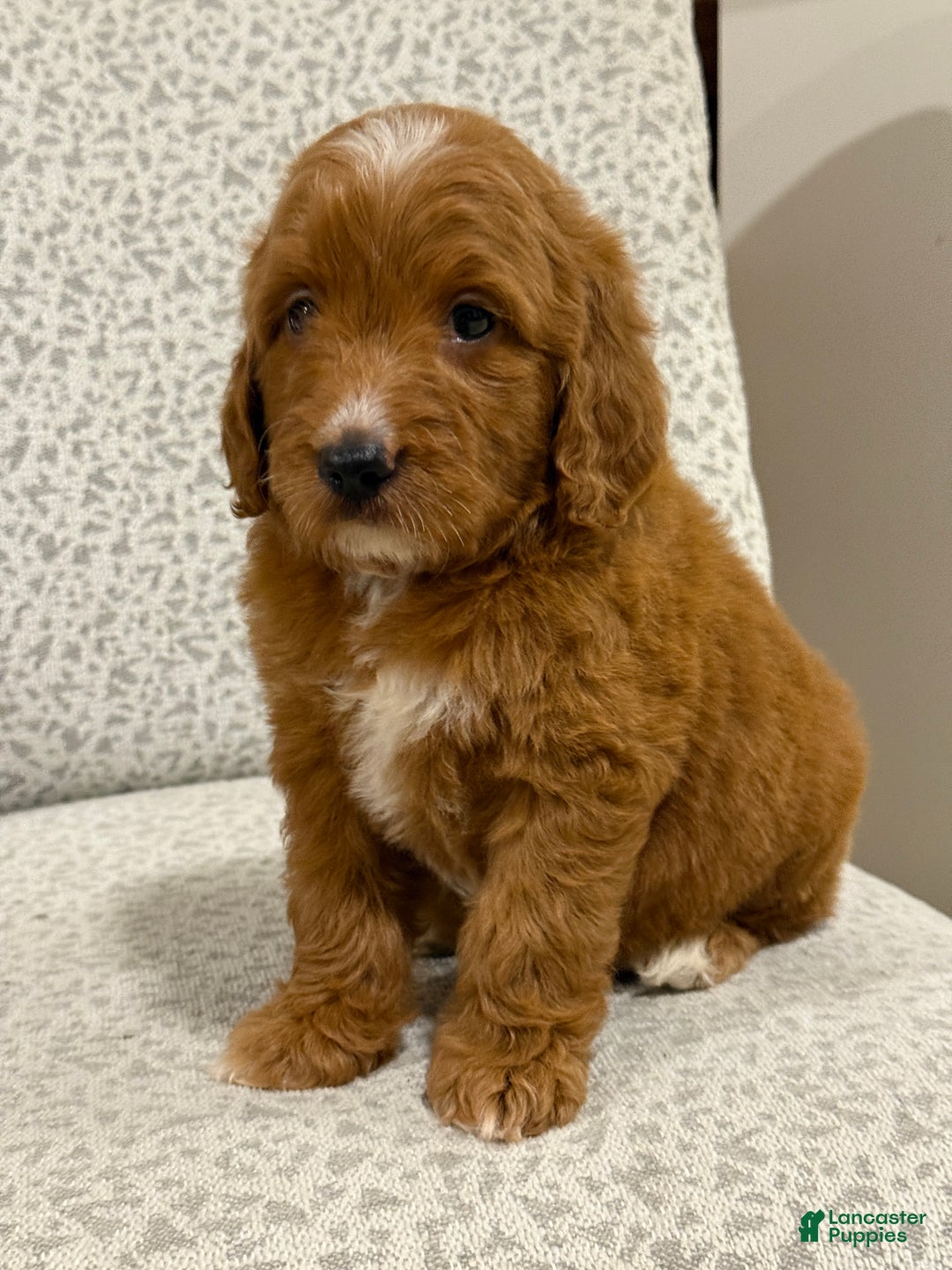 Goldendoodle dogs for sale: Penny - Ad 9
