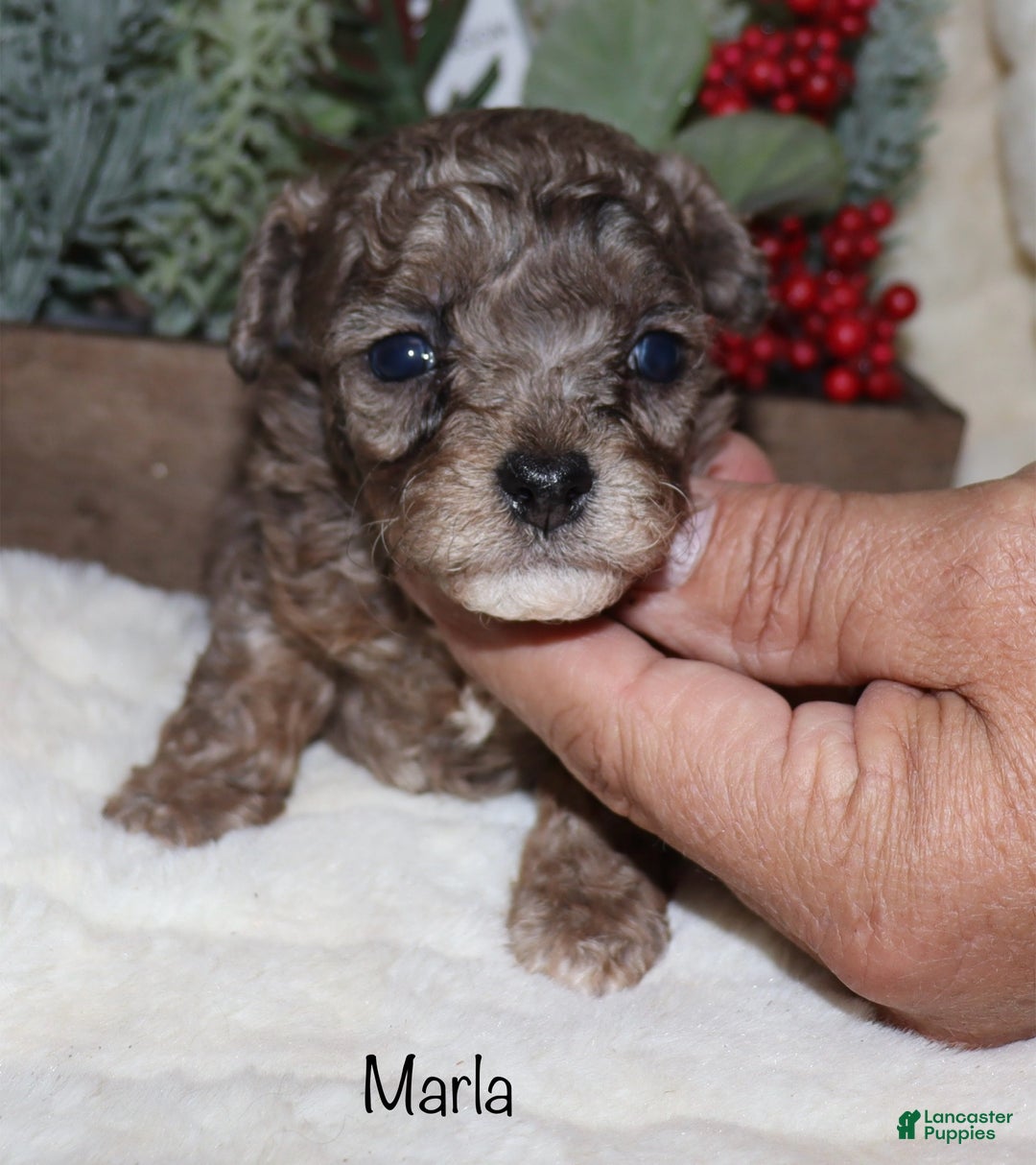 Toy Poodle dogs for sale: Marla- blue merle - Ad 4