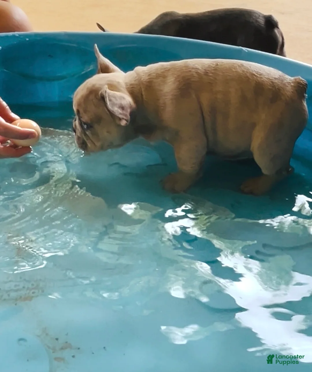 French Bulldog dogs for sale: Mad Max - Ad 15