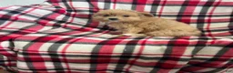 Mixed Breed dogs for sale: Ho-Joe - Ad 3