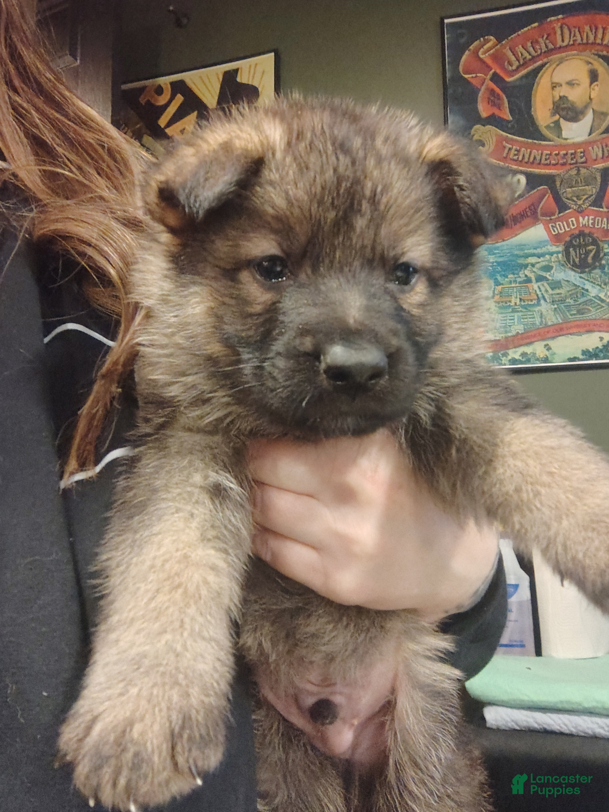 German Shepherd dogs Opie - Ad 2