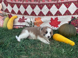 Mixed Breed dogs - Ad 4