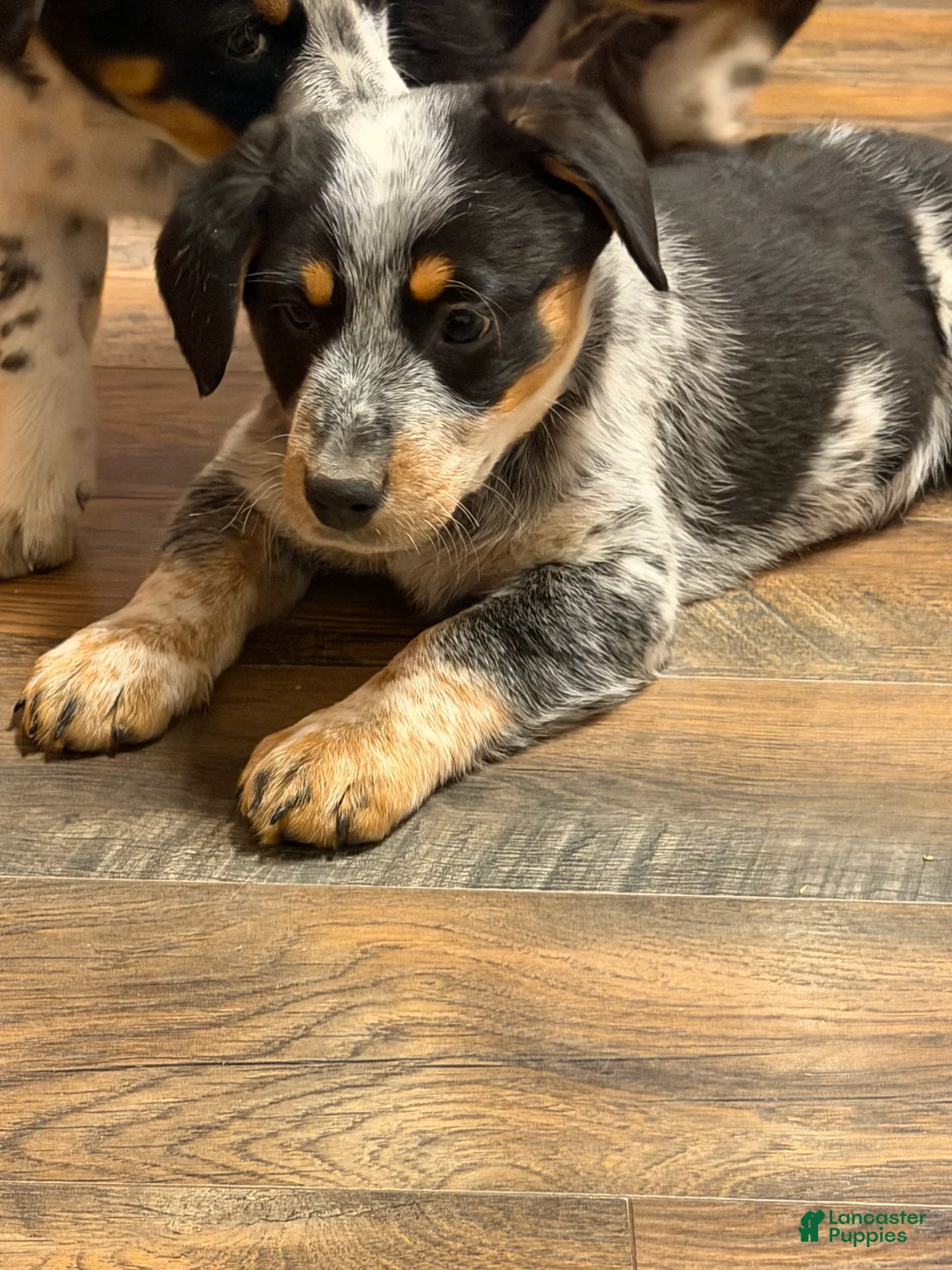 Australian Cattle Dog dogs for sale: Tommy - Ad 13