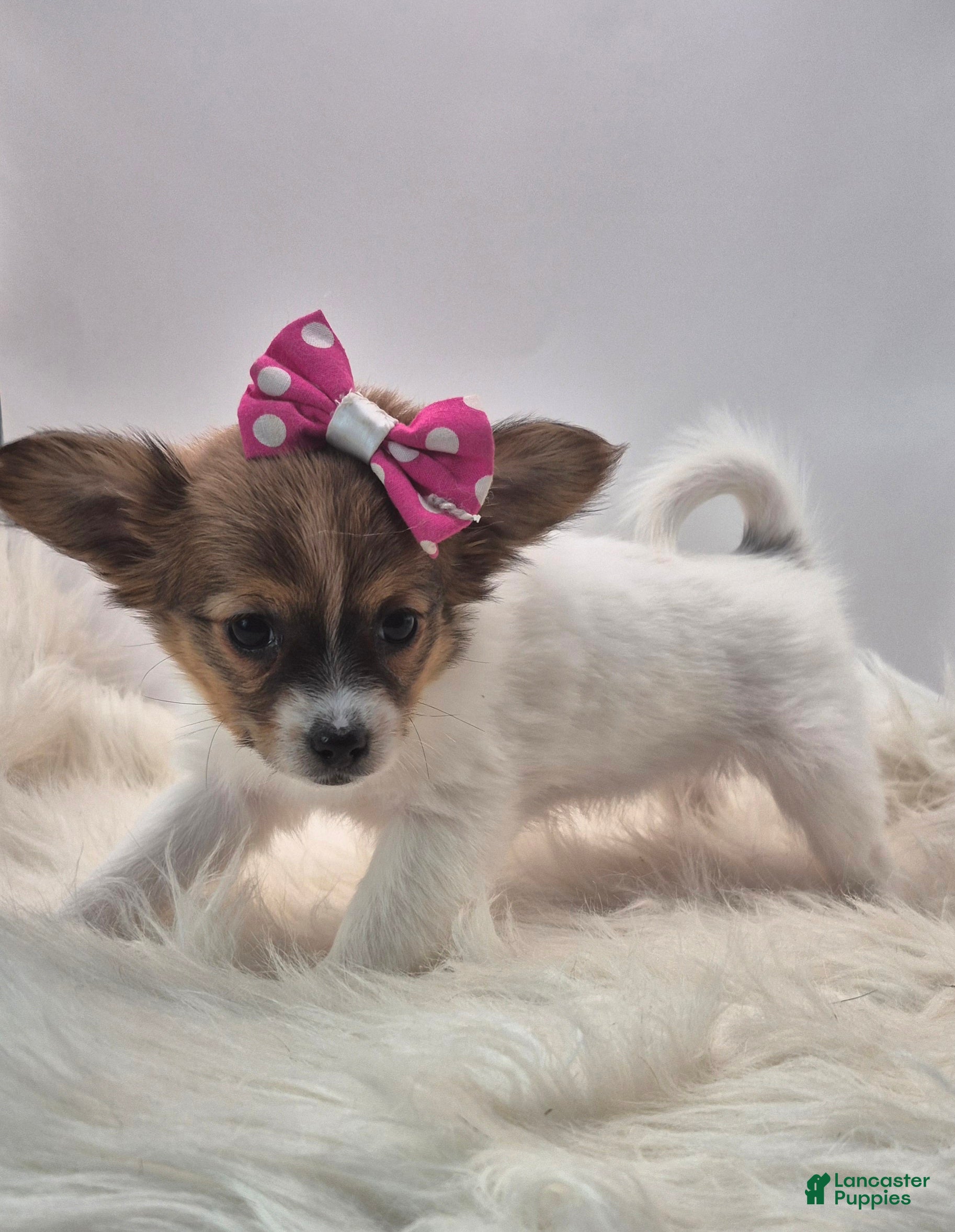 Papillon dogs Pink girl(Sarah) - Ad 23