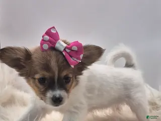 Papillon dogs Pink girl(Sarah) - Ad 23
