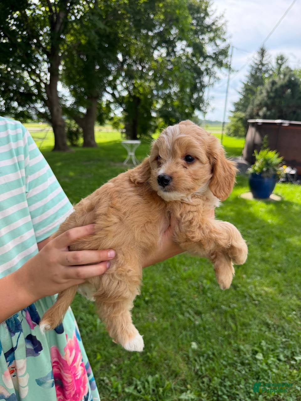 Mini Aussiedoodle dogs HoneyBee - Ad 1
