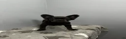 French Bulldog dogs for sale: Zoe - Ad 5