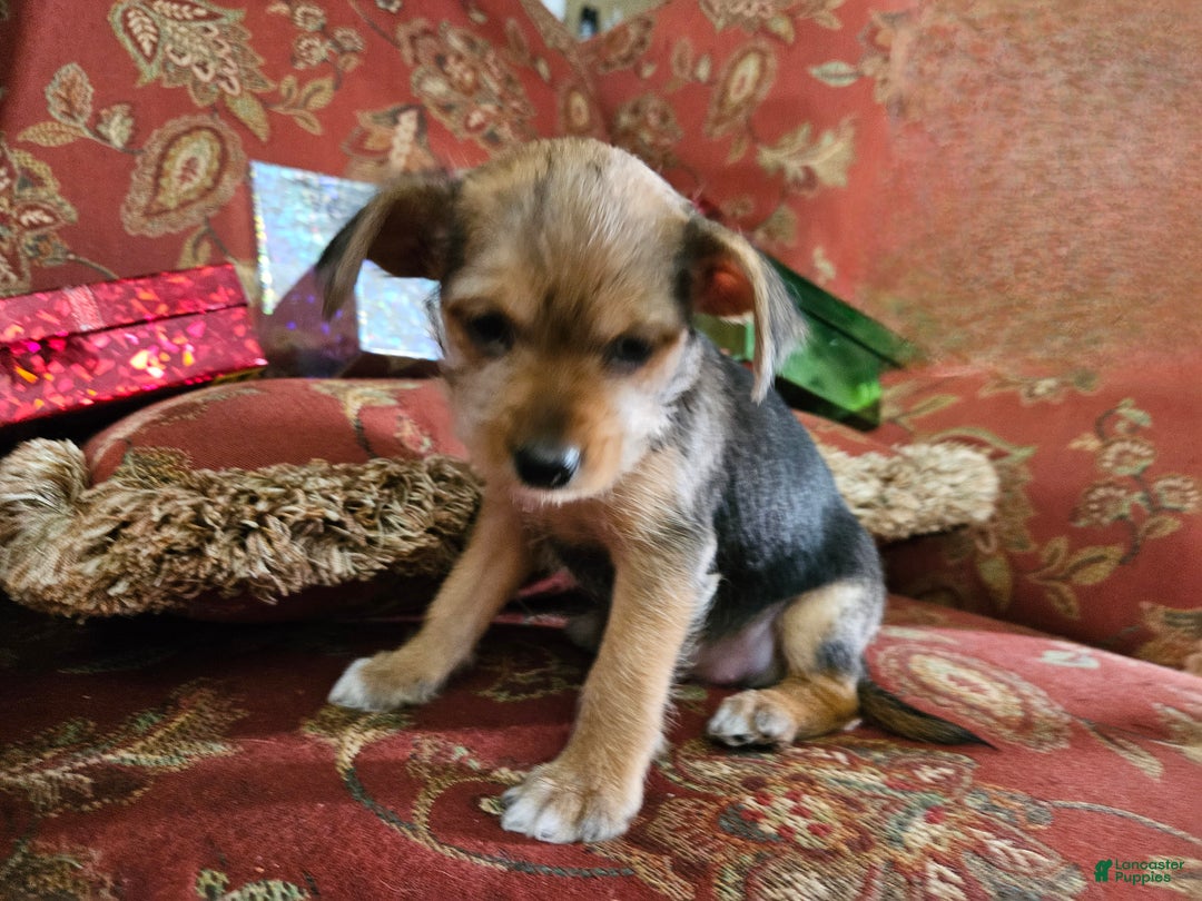 Chorkie dogs for sale: Dove - Ad 3