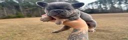 French Bulldog dogs for sale: French Bulldog Puppy 2 - Ad 6