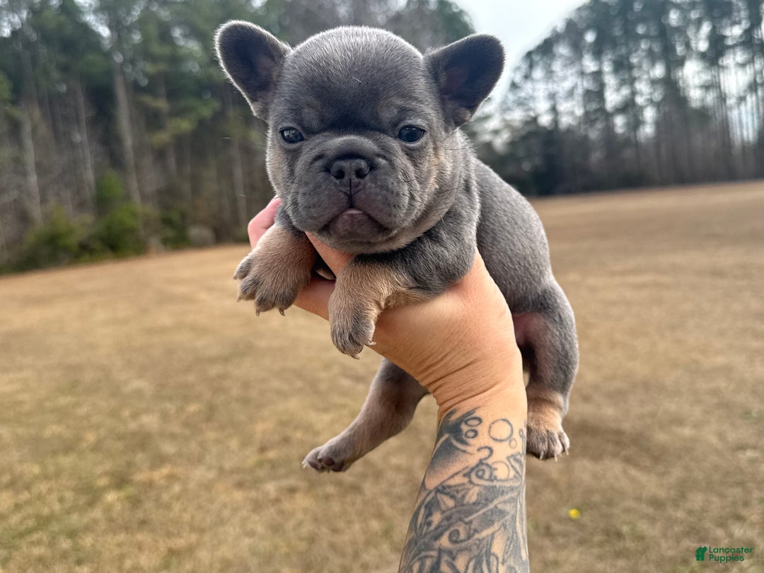 French Bulldog dogs for sale: French Bulldog Puppy 2 - Ad 6