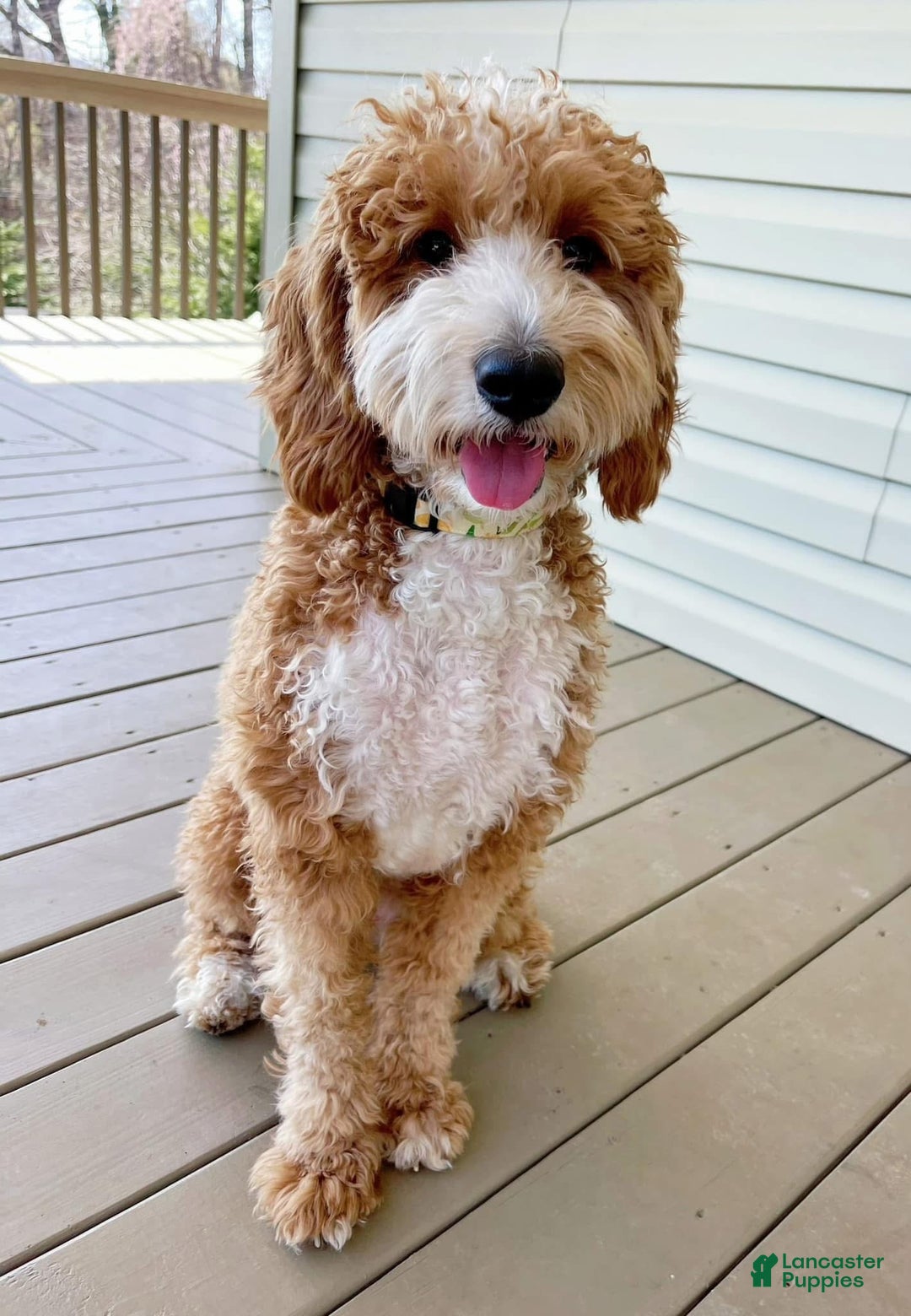 Goldendoodle dogs for sale: Angel - Ad 2