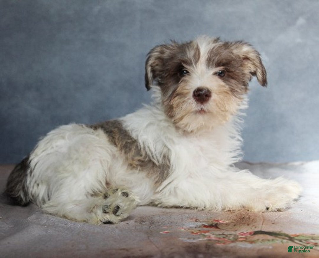 Miniature Schnauzer dogs for sale: Gabriel - Ad 1