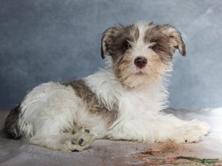Miniature Schnauzer dogs Gabriel - Ad 39