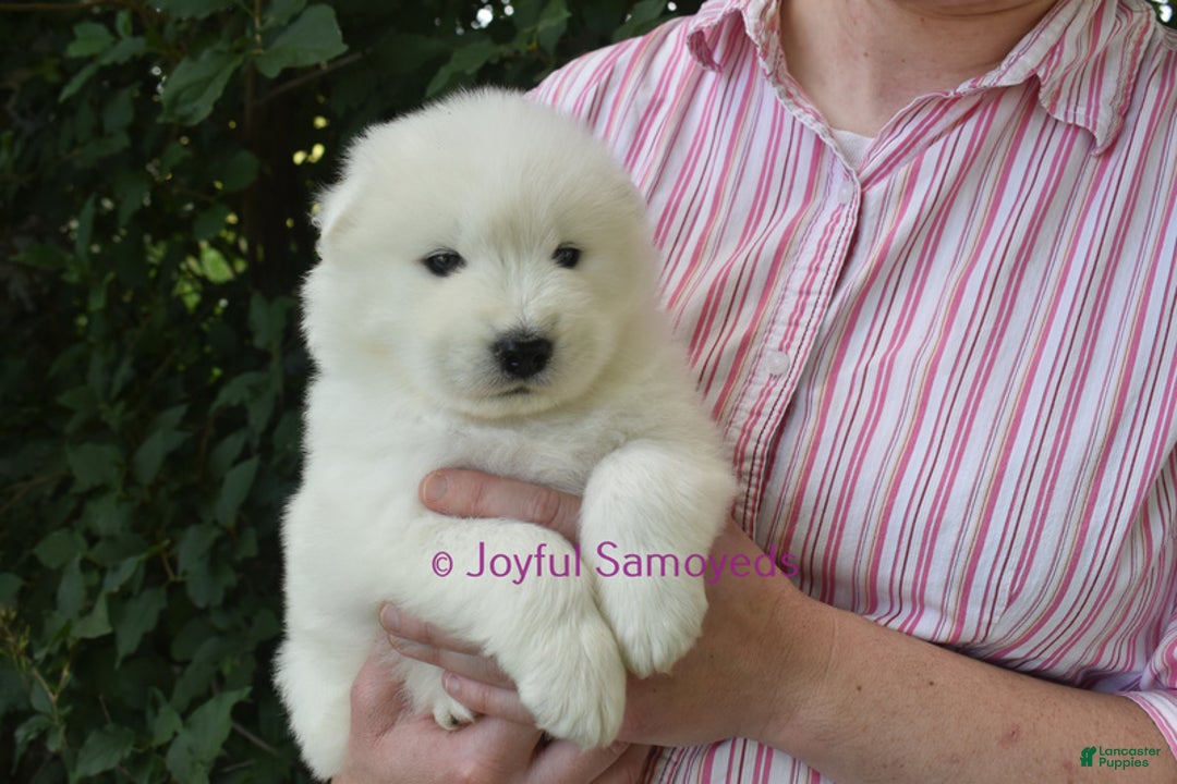 Samoyed Puppy for sale in Curtiss Lancaster Puppies